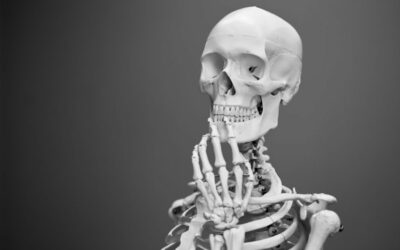 Skeleton stages from childhood to adulthood