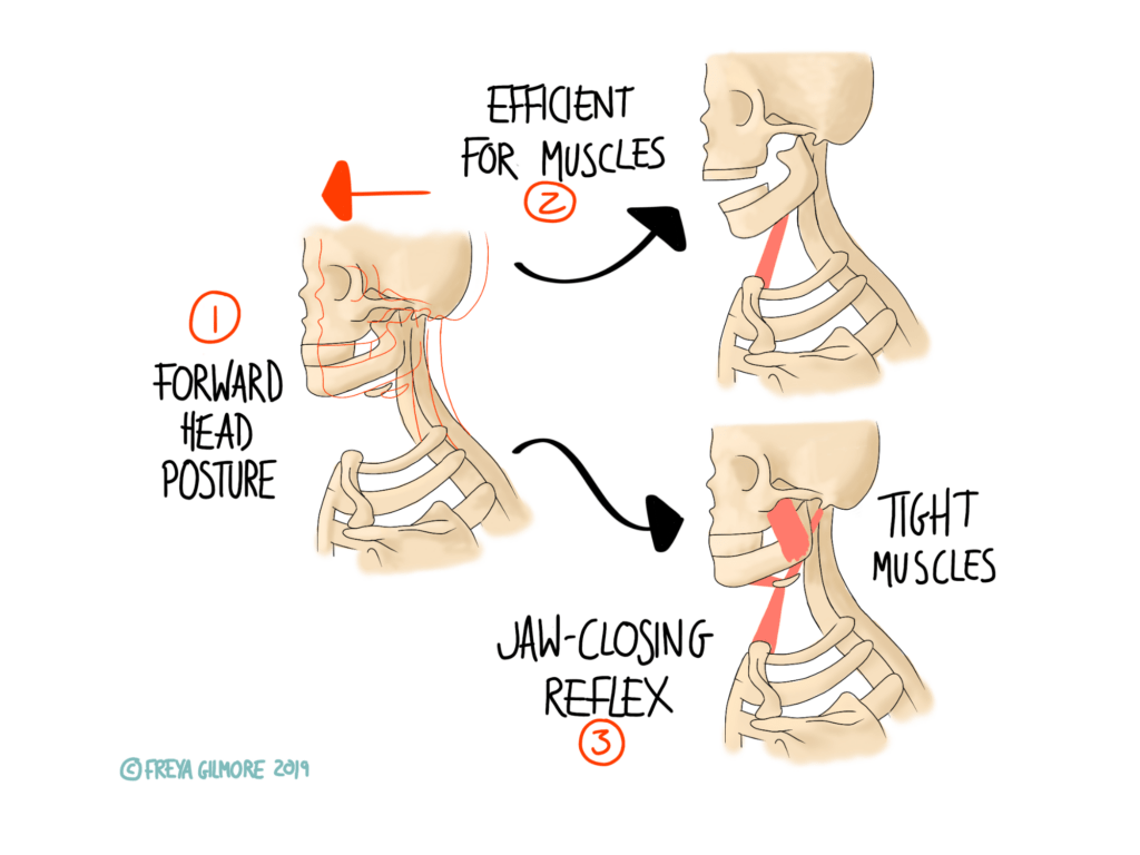 The Stomatognathic System and breathing